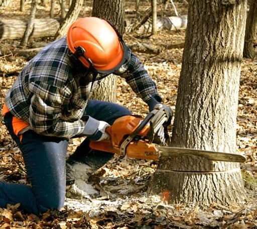Tree Removal in Bremen, ME